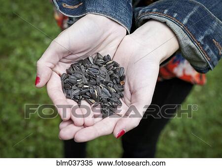 Close up of hands of woman holding seeds View Large Photo Image Stock Photography - Close up of hands of woman holding seeds. Fotosearch