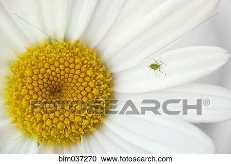 Stock Image - Close up of insect crawling on daisy. Fotosearch