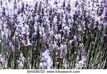 Stock Image - Close up of lavender flowers. Fotosearch