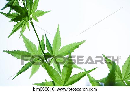 Close up of leaves on plant stems View Large Photo Image Stock Image - Close up of leaves on plant stems. Fotosearch