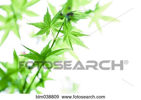 Close up of leaves on plant stems View Large Photo Image Stock Photo - Close up of leaves on plant stems. Fotosearch