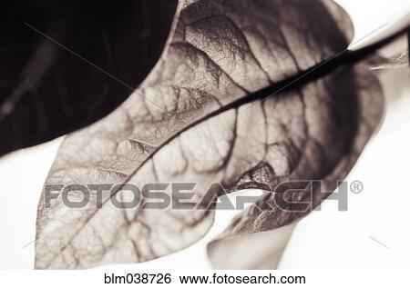 Stock Photograph - Close up of leaves. Fotosearch