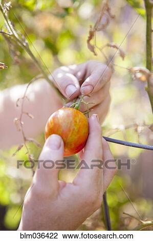 Stock Image - Close up of mixed race farmer examining tomato in garden. Fotosearch