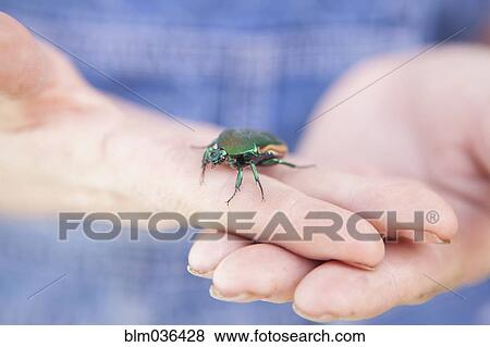 Close up of mixed race woman holding beetle View Large Photo Image Stock Photo - Close up of mixed race woman holding beetle. Fotosearch