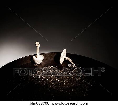 Close up of mushrooms and dirt in pan View Large Photo Image Stock Image - Close up of mushrooms and dirt in pan. Fotosearch