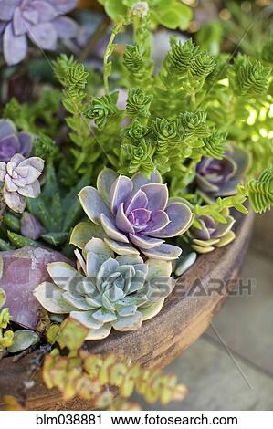 Close up of succulent plants in planter View Large Photo Image Stock Image - Close up of succulent plants in planter. Fotosearch