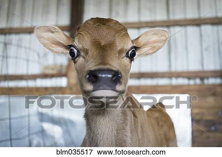 Close up of surprised calf in barn View Large Photo Image Stock Photo - Close up of surprised calf in barn. Fotosearch