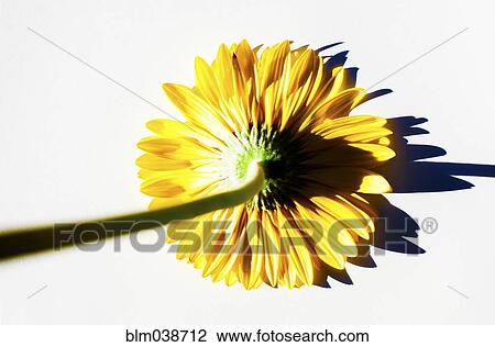 Stock Image - Close up of upside down daisy. Fotosearch