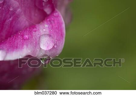 Close up of water droplet on flower petal View Large Photo Image Stock Image - Close up of water droplet on flower petal. Fotosearch