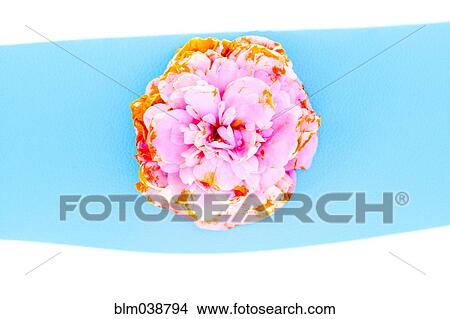 Picture - Close up of wilting flower petals. Fotosearch