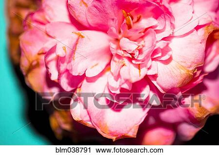 Stock Image - Close up of wilting flower petals. Fotosearch