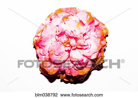 Stock Image - Close up of wilting flower petals. Fotosearch