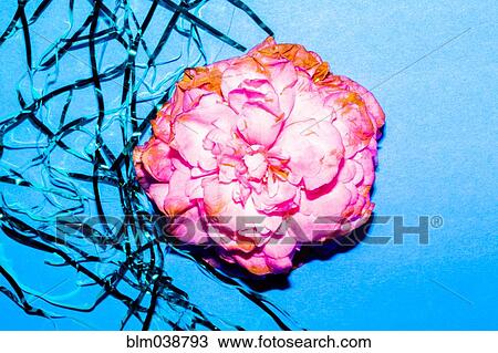Close up of wilting flower petals View Large Photo Image Stock Image - Close up of wilting flower petals. Fotosearch