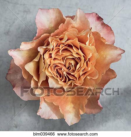 Stock Photograph - Close up of wilting flower petals. Fotosearch