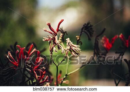 Close up of wilting flowers on shrub View Large Photo Image Stock Photo - Close up of wilting flowers on shrub. Fotosearch