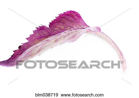 Close up of wilting purple leaf View Large Photo Image Stock Photo - Close up of wilting purple leaf. Fotosearch