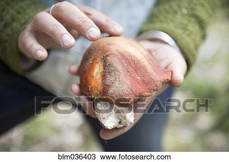 Close up of woman examining mushroom in forest View Large Photo Image Stock Image - Close up of woman examining mushroom in forest. Fotosearch