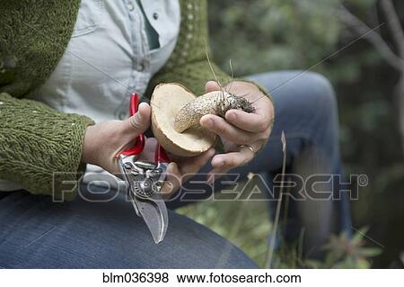 Close up of woman examining mushroom in forest View Large Photo Image Stock Photo - Close up of woman examining mushroom in forest. Fotosearch
