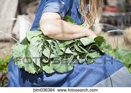 Close up of woman holding fresh vegetables in garden View Large Photo Image Picture - Close up of woman holding fresh vegetables in garden. Fotosearch