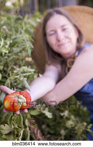 Close up of woman picking tomato in garden View Large Photo Image Picture - Close up of woman picking tomato in garden. Fotosearch