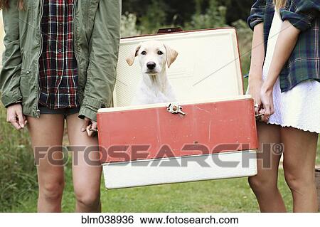 Stock Photograph - Close up of women carrying dog in vintage cooler. Fotosearch