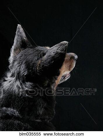 Close up rear view of curious dog View Large Photo Image Stock Photography - Close up rear view of curious dog. Fotosearch