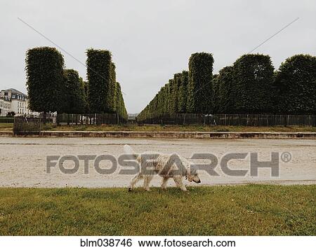 Stock Photograph - Dog sniffing grass in park. Fotosearch