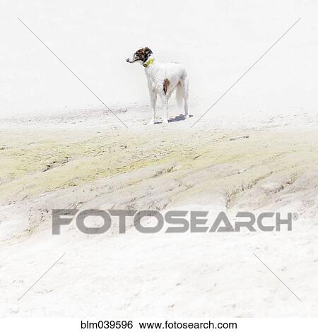Stock Photograph - Dog standing on rocky beach. Fotosearch