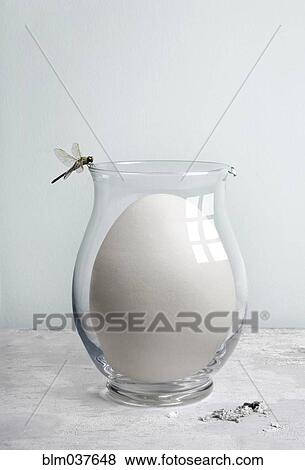 Dragonfly perching on glass pitcher with oversized egg View Large Photo Image Stock Photo - Dragonfly perching on glass pitcher with oversized egg. Fotosearch
