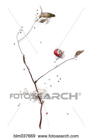 Stock Photo - Dried branch with berry and leaves. Fotosearch