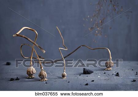 Stock Photography - Dried plant bulbs on counter top. Fotosearch