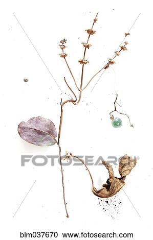 Stock Image - Dry branch with flowers and leaves. Fotosearch