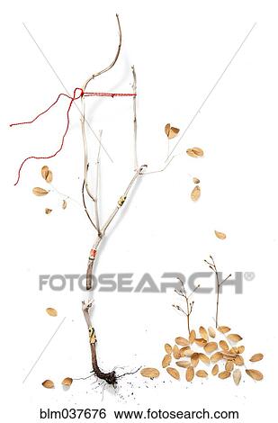 Stock Photograph - Dry branch with scattered autumn leaves. Fotosearch