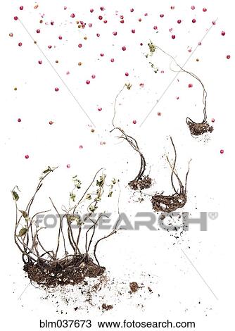 Stock Image - Dry plant bulbs and scattered berries. Fotosearch
