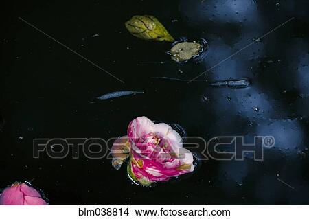 Picture - Flowers and leaves floating on still pond. Fotosearch