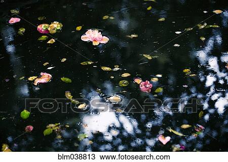 Stock Image - Flowers and leaves floating on still pond. Fotosearch