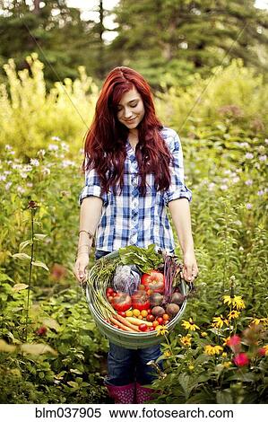 Gardener picking vegetables in garden View Large Photo Image Stock Photography - Gardener picking vegetables in garden. Fotosearch