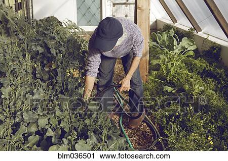 Stock Image - Gardener watering plants in greenhouse. Fotosearch