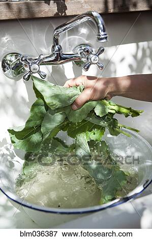 Hand washing fresh greens in outdoor sink View Large Photo Image Stock Photo - Hand washing fresh greens in outdoor sink. Fotosearch