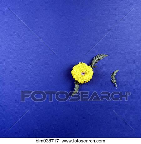 Stock Photo - High angle view of flower and leaves. Fotosearch