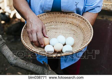 Stock Image - Hispanic farmer gathering fresh eggs in basket. Fotosearch