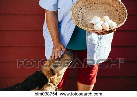 Picture - Hispanic farmer with basket of eggs petting dog. Fotosearch