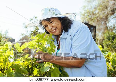 Hispanic gardener examining plants in backyard View Large Photo Image Stock Photo - Hispanic gardener examining plants in backyard. Fotosearch