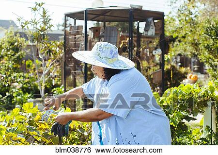 Hispanic gardener examining plants in backyard View Large Photo Image Stock Photograph - Hispanic gardener examining plants in backyard. Fotosearch