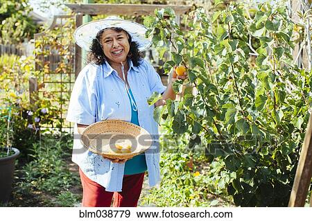 Hispanic gardener picking fruit in backyard View Large Photo Image Stock Photo - Hispanic gardener picking fruit in backyard. Fotosearch