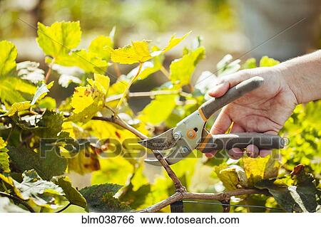 Stock Photograph - Hispanic gardener pruning plants in backyard. Fotosearch