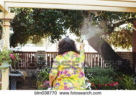Hispanic woman watering plants in backyard View Large Photo Image Stock Image - Hispanic woman watering plants in backyard. Fotosearch