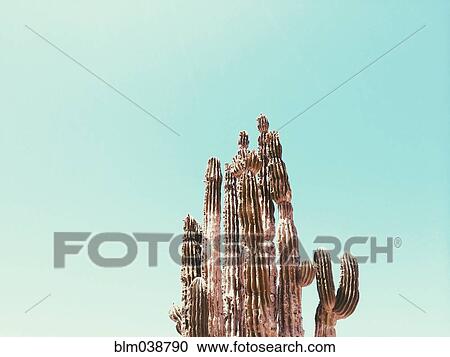 Stock Image - Low angle view of cactus under blue sky. Fotosearch