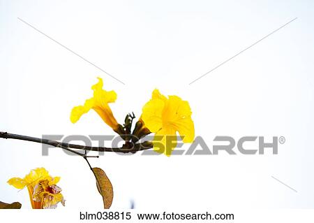 Stock Photography - Low angle view of flower growing on branch. Fotosearch