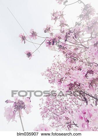 Stock Photo - Low angle view of flowering cherry tree. Fotosearch